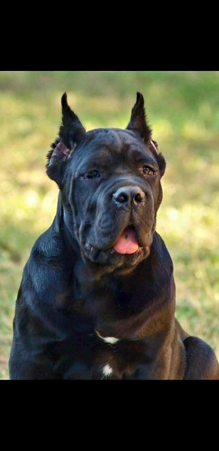 Cane-corso-štenci