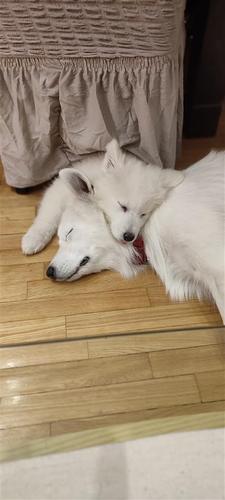 Samojed