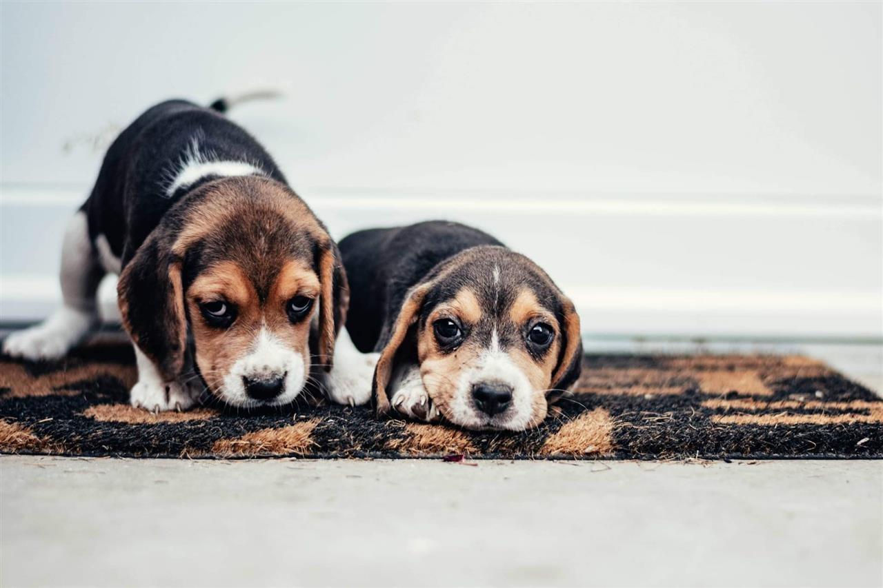 Beagle-štenci-
