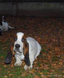 Basset-Hound---baset-