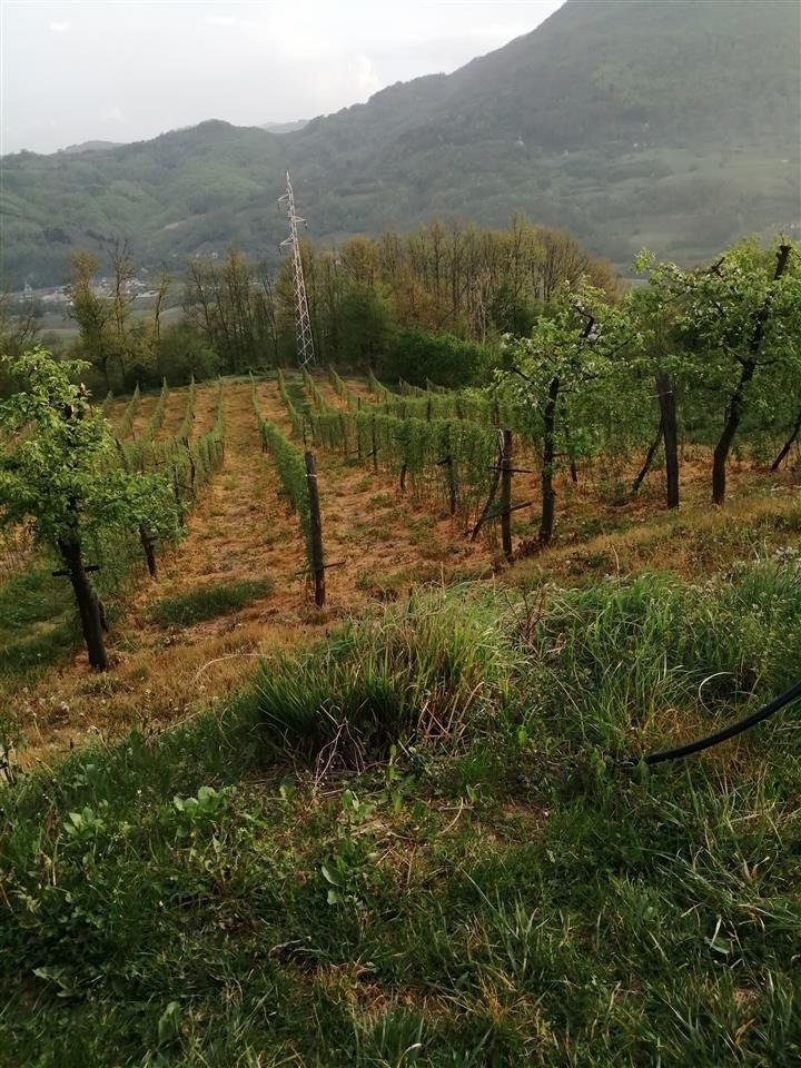 Branje-malina