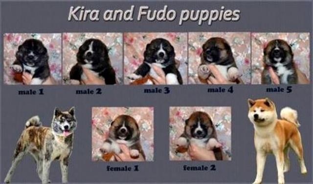 Akita Inu, stenci