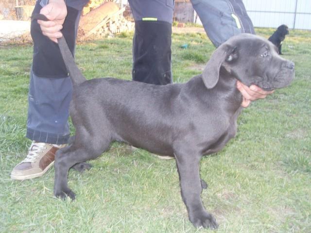 Cane-Corso-stenci