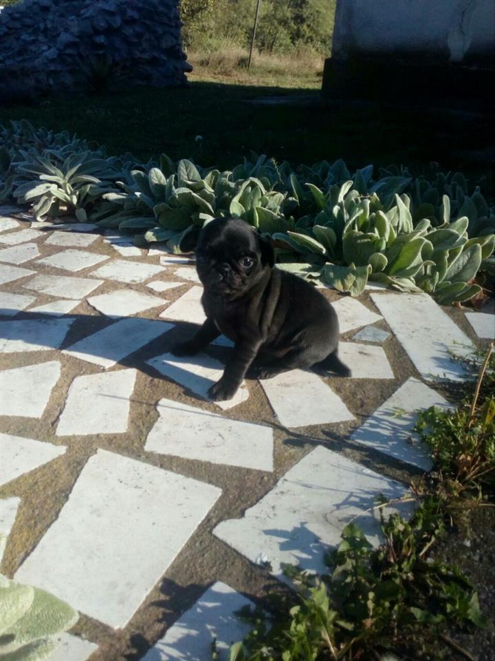 Mops-štenci