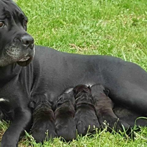 Cane-Corso-stenci