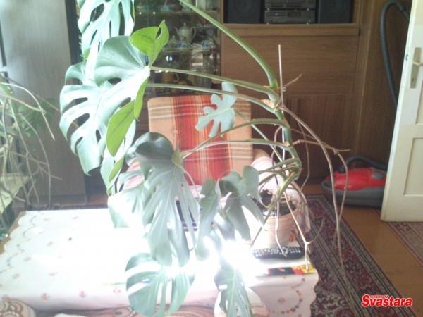 Filadendron--monstera--