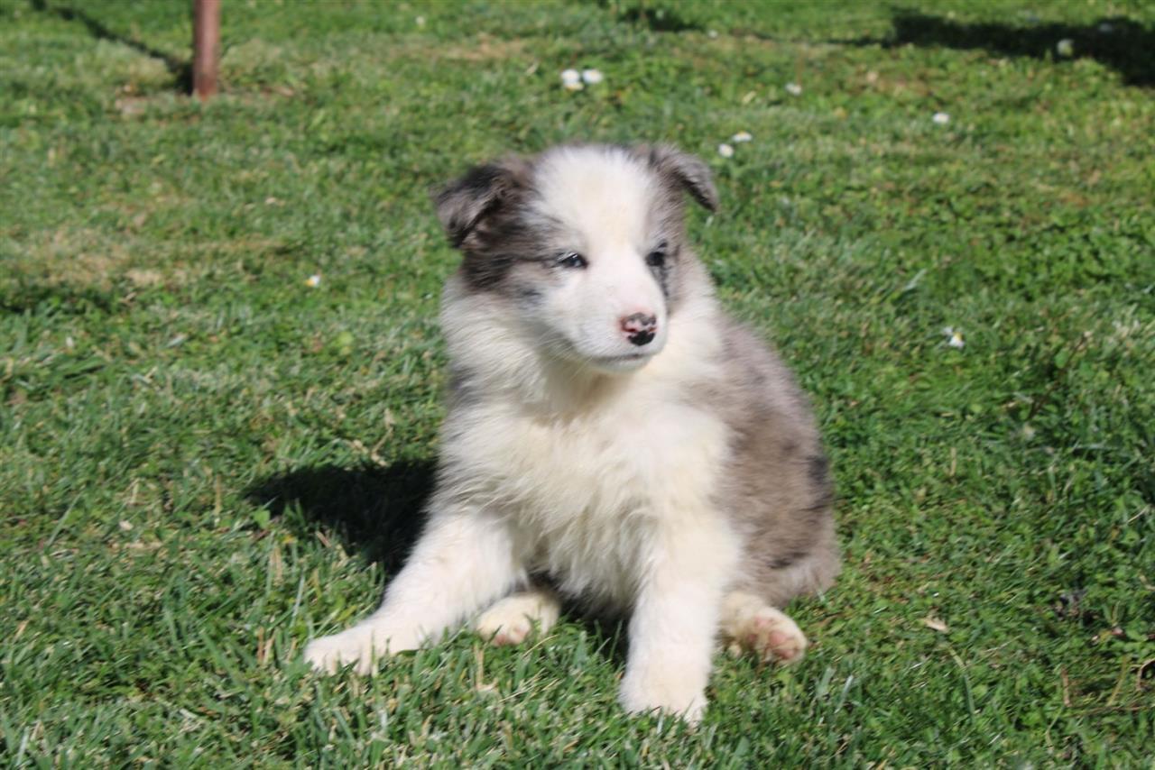 Štenci-Border-Collie