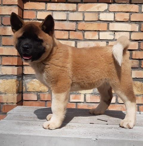 Američka Akita, štenci