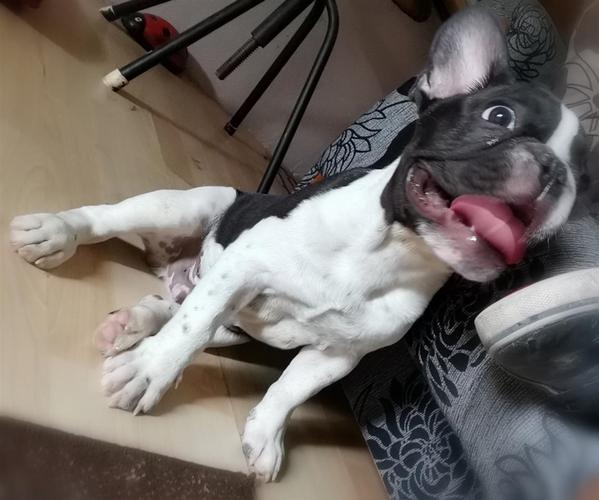Francuski buldog 