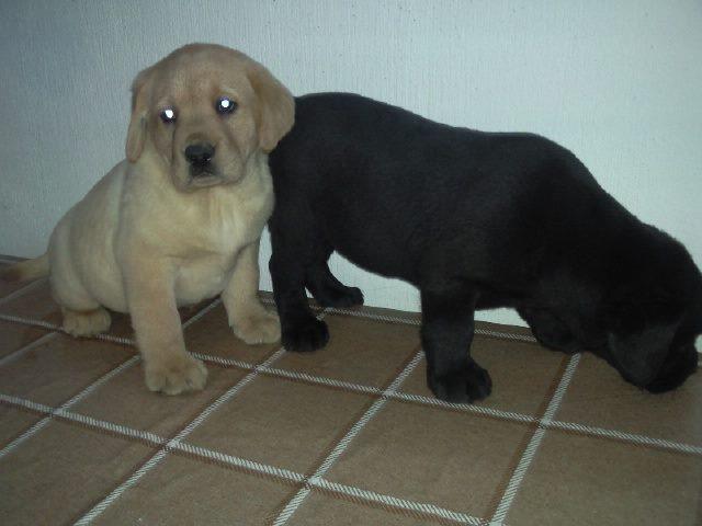 Labrador-retriver-stenci