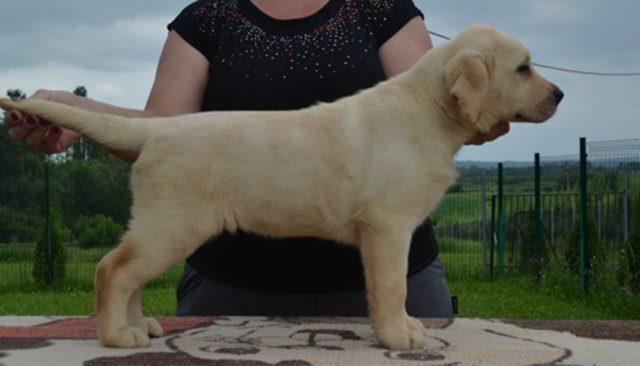 Labrador-retriver-stenci-