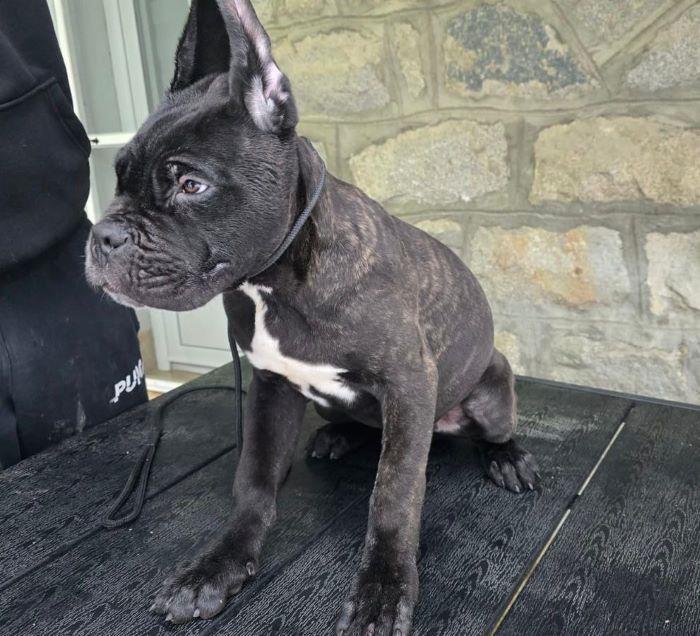 Cane-Corso-štenci