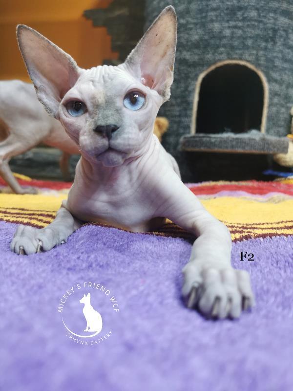 Kanadske-Sphynx-mace-