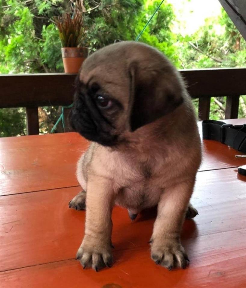 Mops-štenci