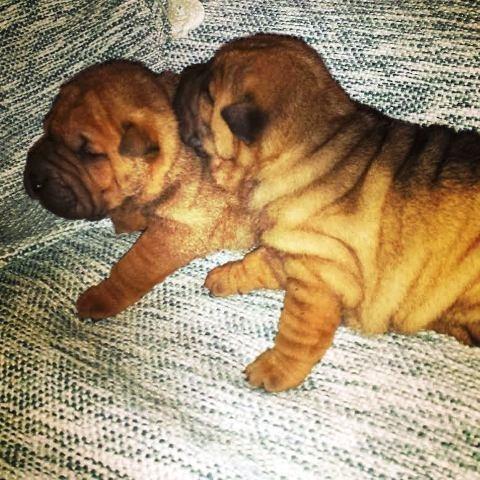 Shar Pei (Sar Pej) stenci