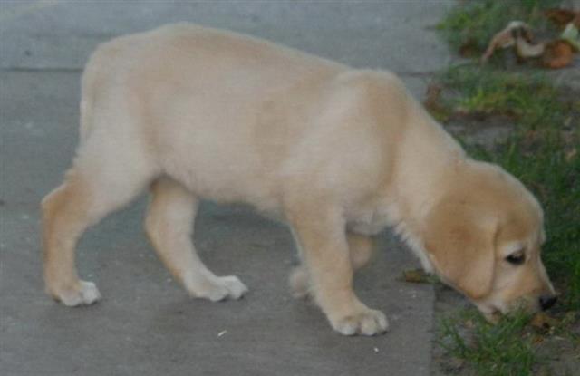 labrador-retriver-stenad-bele-i-crne-boje