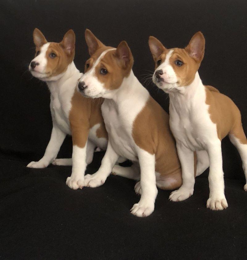 BASENJI-stenci