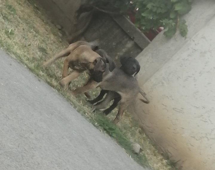 Cane-corso-štenci