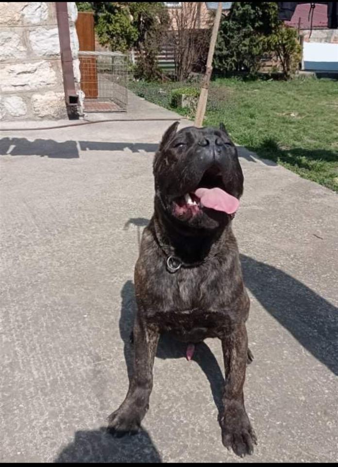 Cane-Corso-