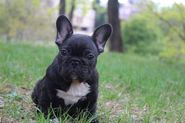 Francuski-buldog--zenke-