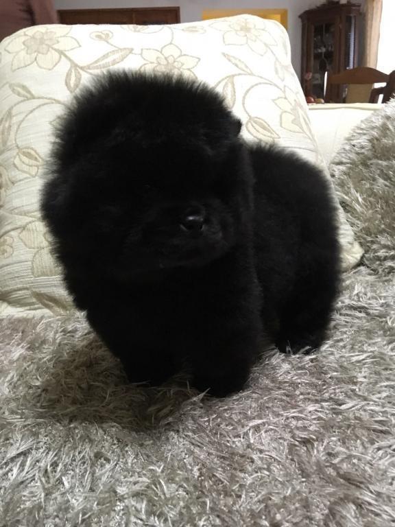Chow-chow-stenci