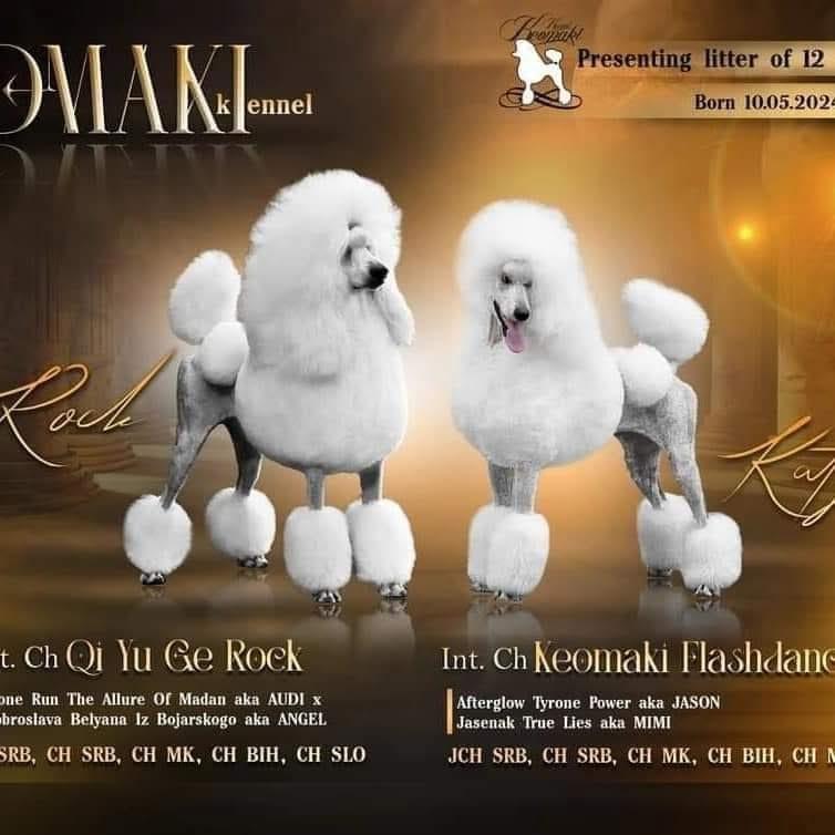 Štene-kraljevske-velike-pudle