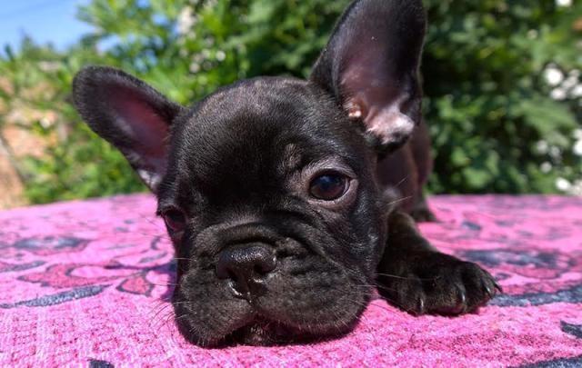 Francuski-Buldog-