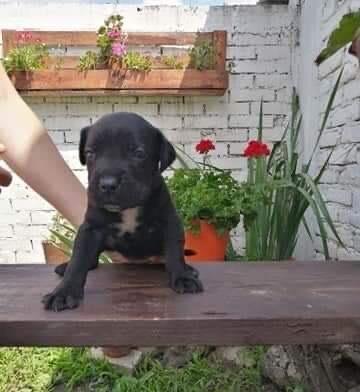 Cane-corso-štenci