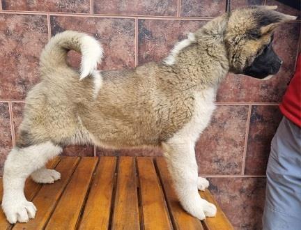 Američka-akita--štenci