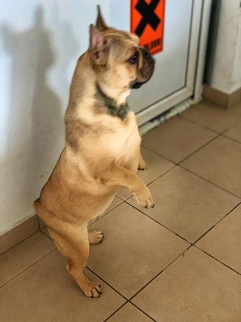 Francuski-buldog