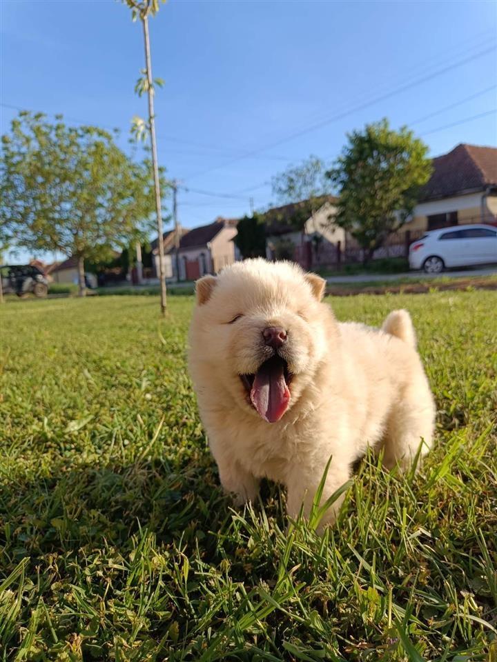 Chow-chow-štenci