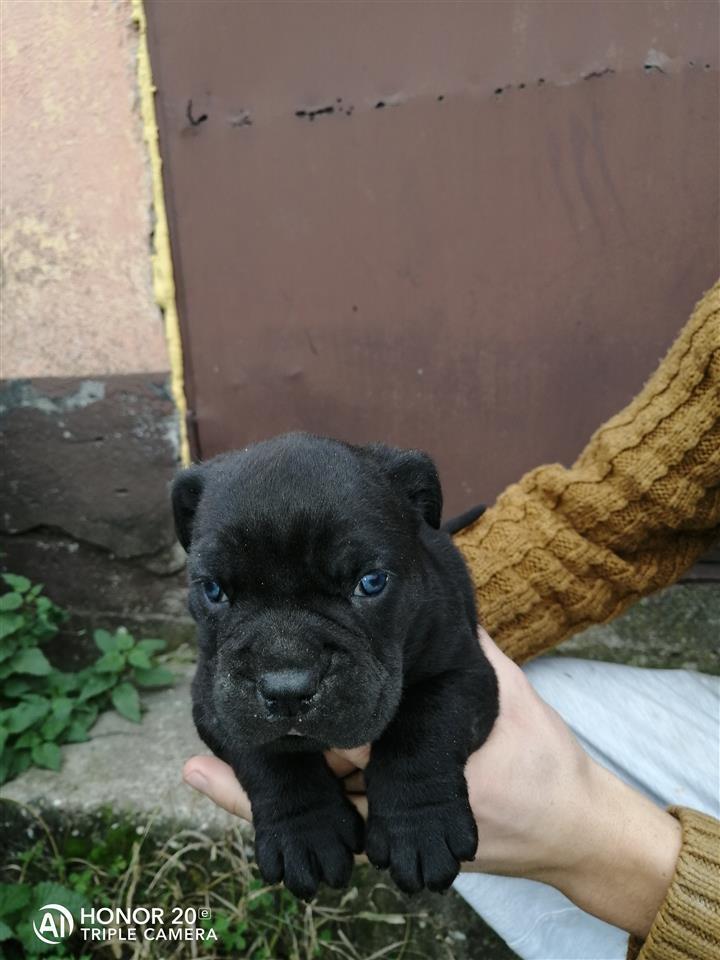 Cane-corso-štenci-