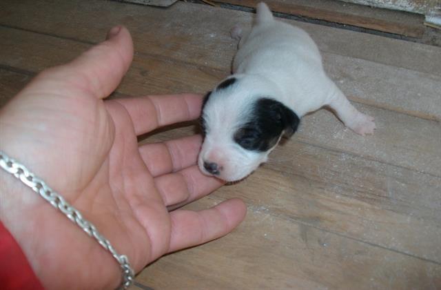 Jack-Russel-Terrier