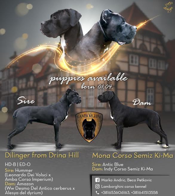 Cane-Corso-štenci-