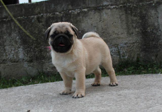 Mops muški štenci