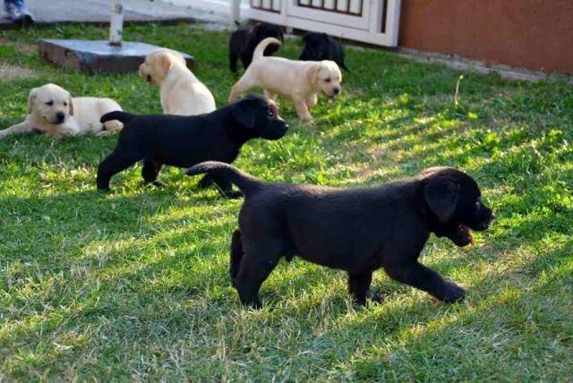 Labrador-štenci