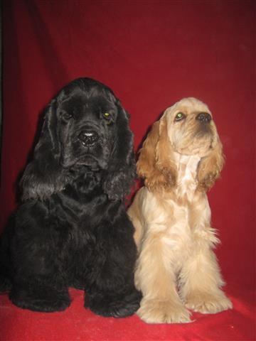Americki-cocer-spaniel
