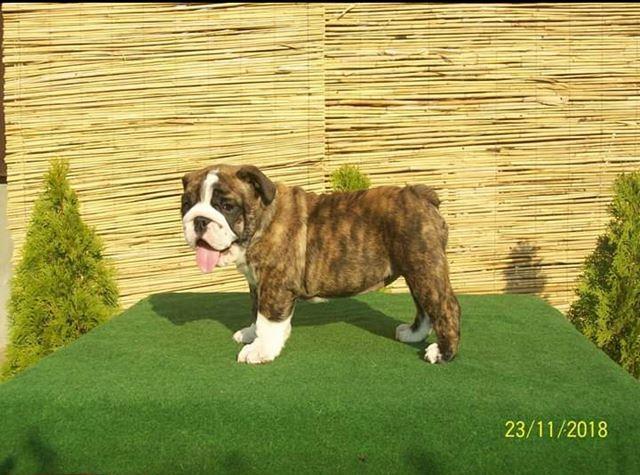 Engleski-Buldog