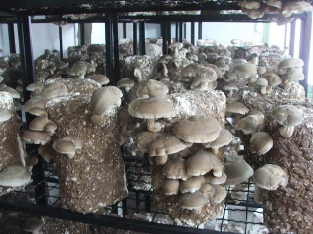 Shiitake gljive