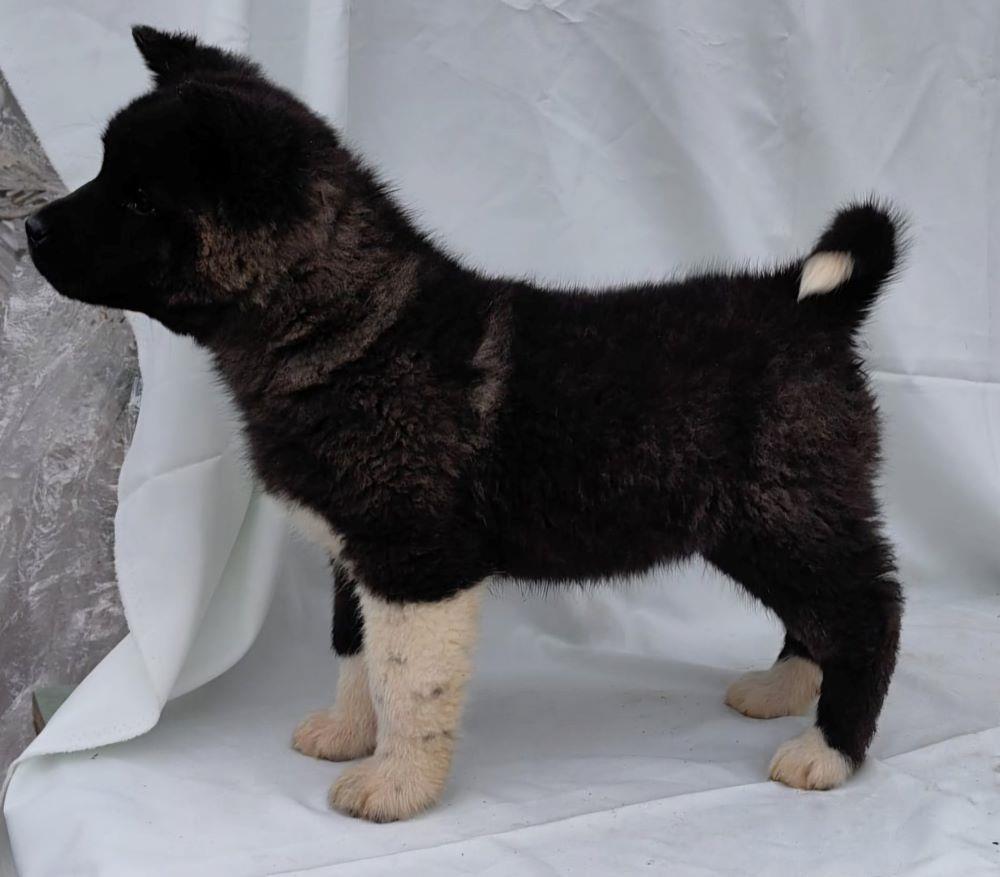 Americka-Akita
