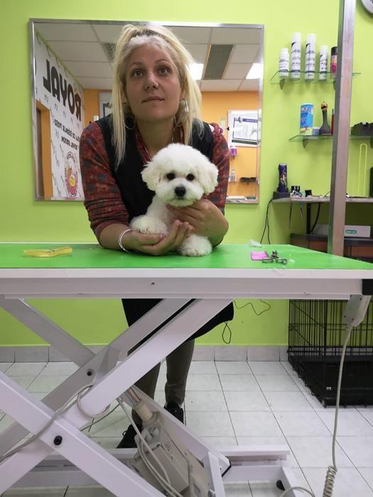 Bichon-Frise-