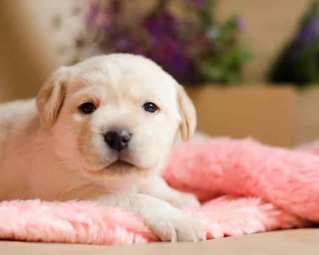 Labrador-Retriver-štenci-