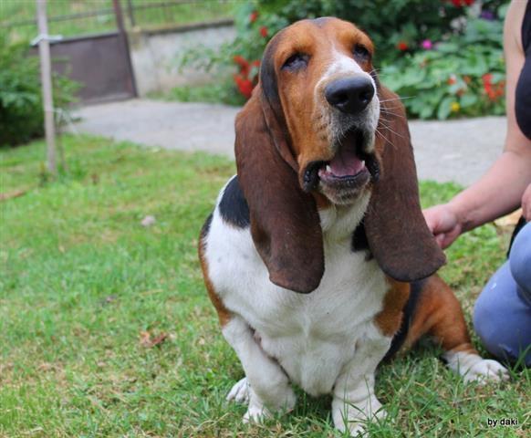 Basset-Hound-baset-stenci