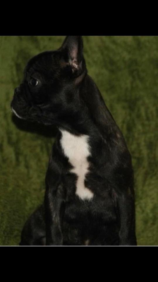 Francuski-Buldog