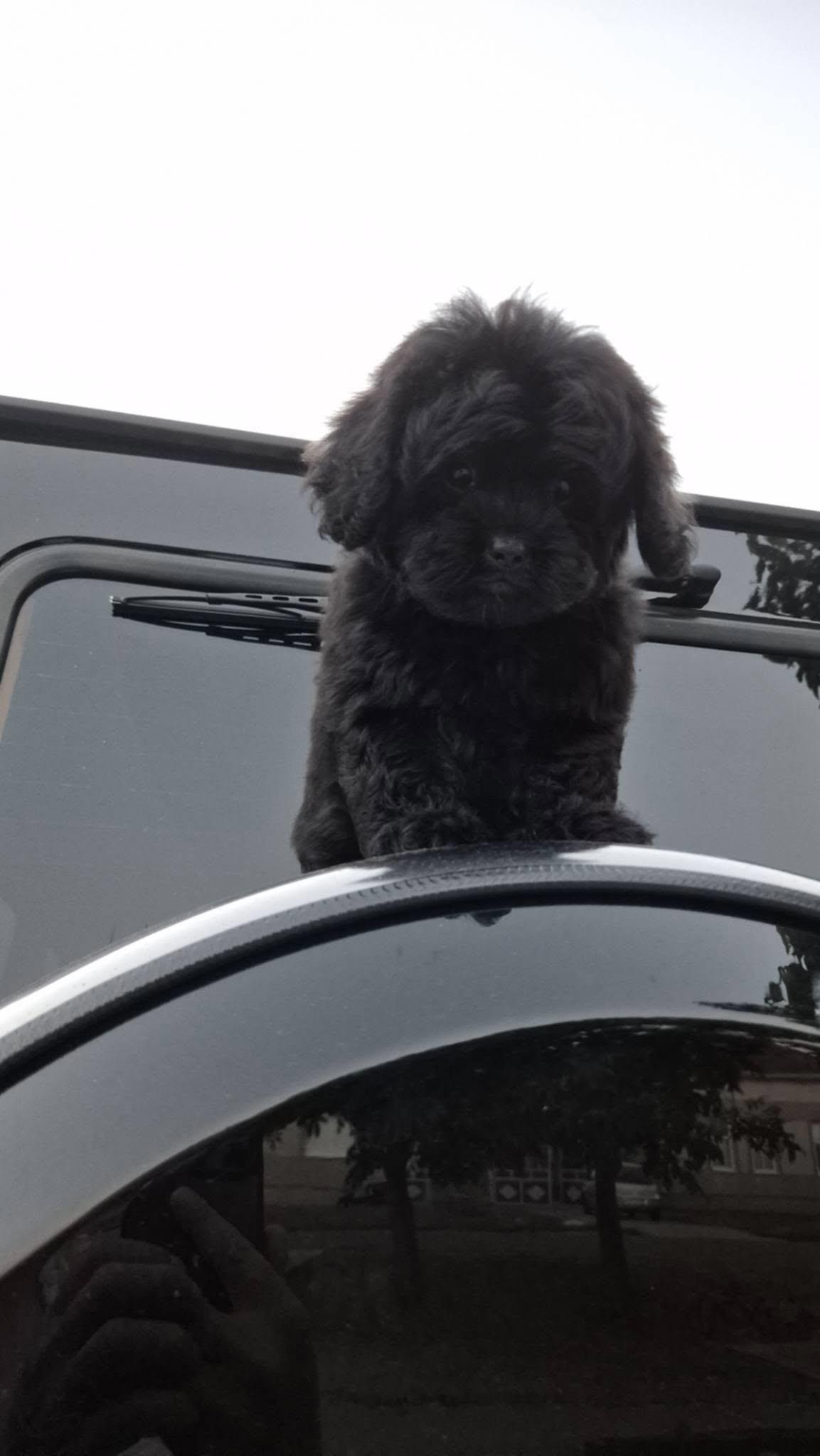 Pudle-i-maltipoo--prelepi-štenci