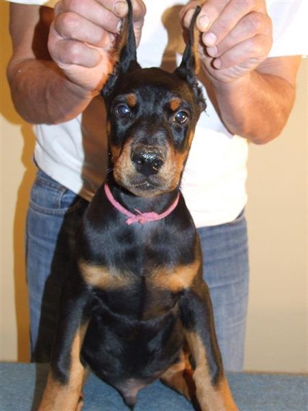 Doberman-muška-štenad