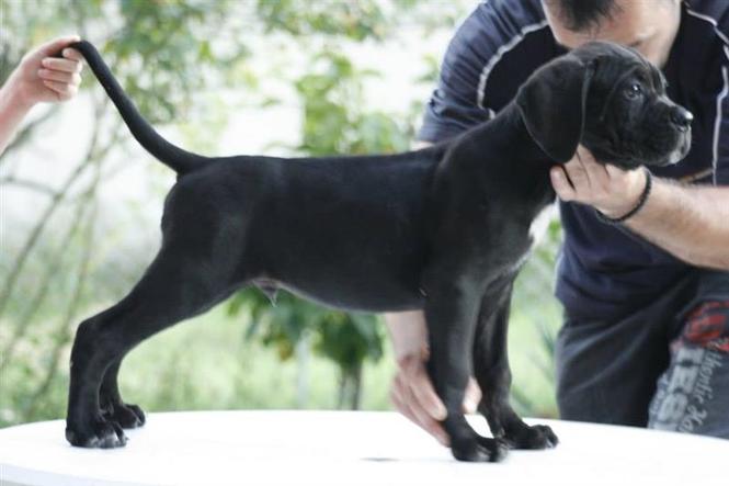 Cane corso stenci