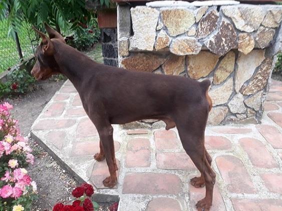 Doberman---muzijak-na-prodaju