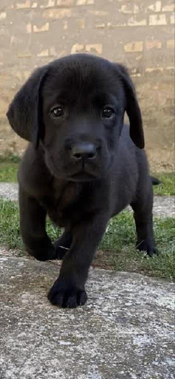 Labrador-retriver---štenci