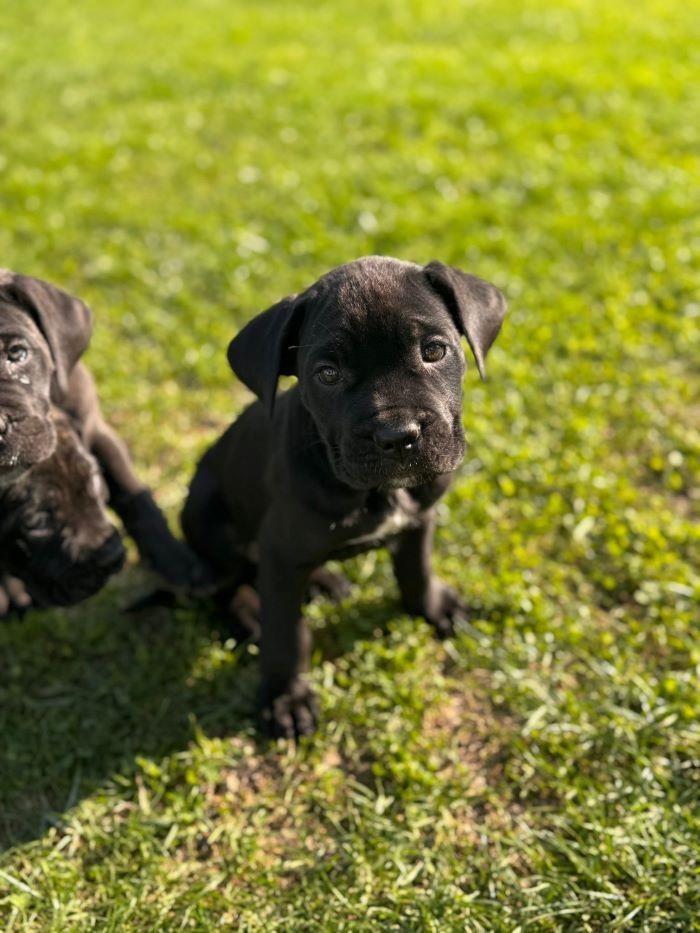 Cane-Corso-štenci